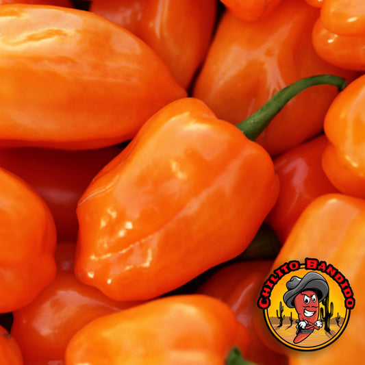 Habañero Pepper Seeds for sale  (Hot chile peppers)