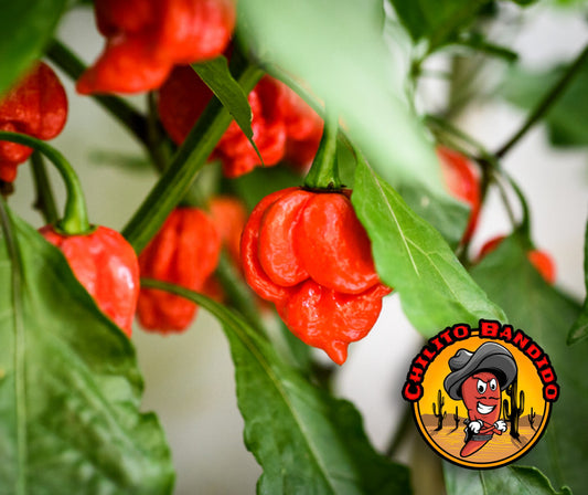 Trinidad Scorpion Pepper Seeds for sale!  (Hot chile peppers superhot)