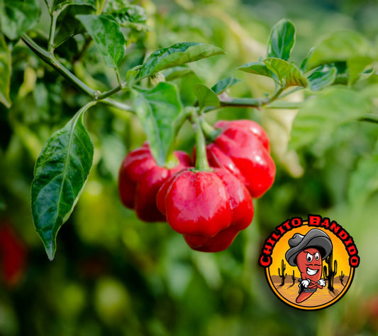 Red Scotch Bonnet Pepper Seeds for sale!  (Hot chile peppers)