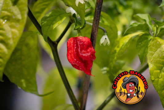 Carolina Reaper Pepper Seeds for sale  (Hot chile peppers superhot)